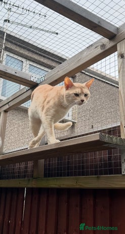 Abyssinian cats Champion lines Aby Red-Silver boy for stud in Romford - Advert 1
