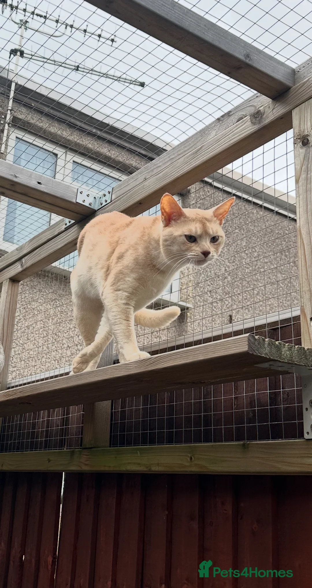 Abyssinian cats for stud: Champion lines Aby Red-Silver boy for stud in Romford - Advert 1