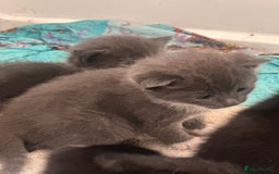 British Shorthair cats for sale: British short hair cross kittens - Image 4