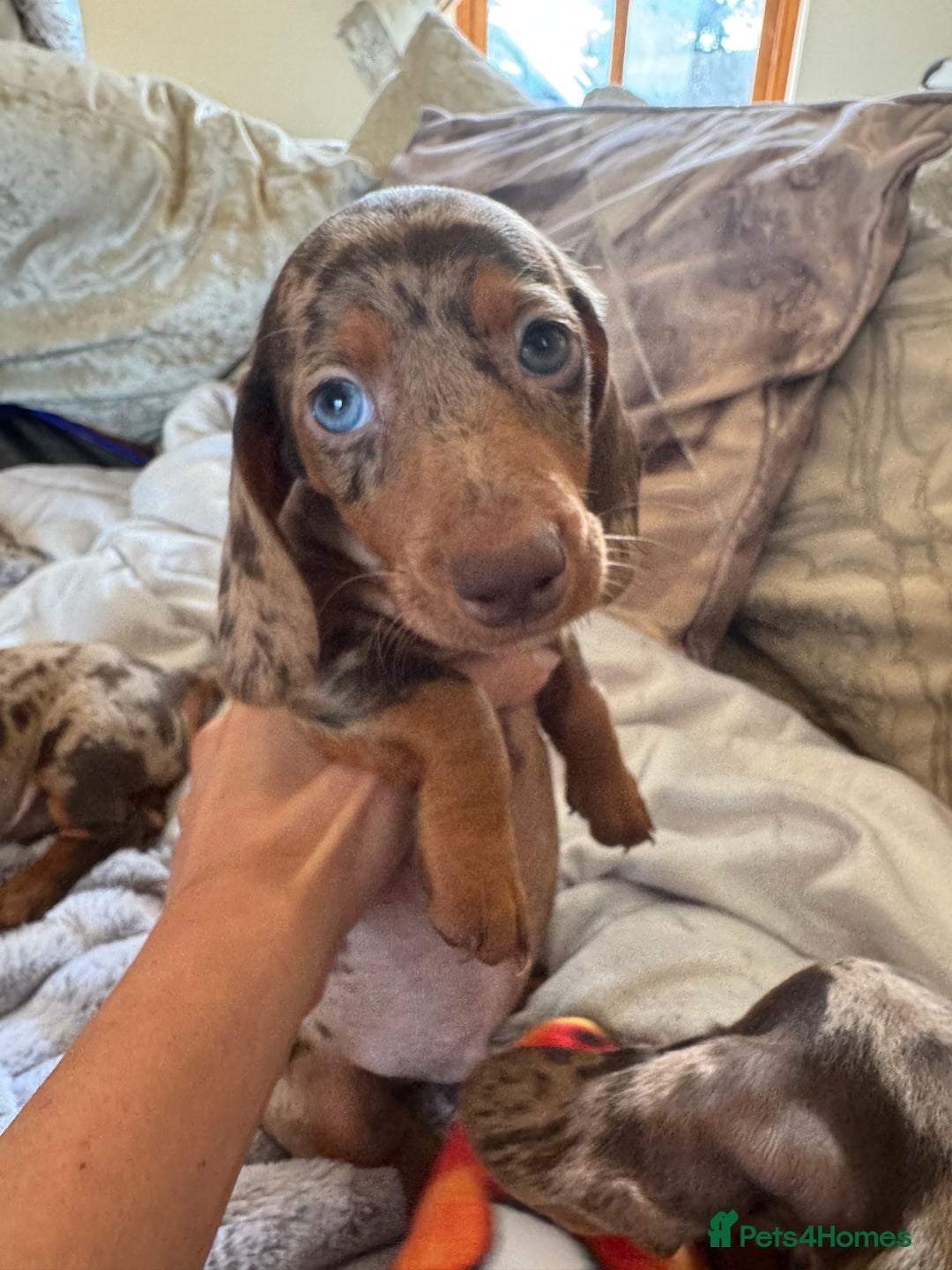 Miniature Dachshund dogs for sale: ❤️🐾💫 Outstanding Miniature Dachshunds 🐾❤️💫 - Image 37