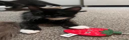 Mixed Breed cats for sale: 2 beautiful kittens looking for a forever home - Advert 11