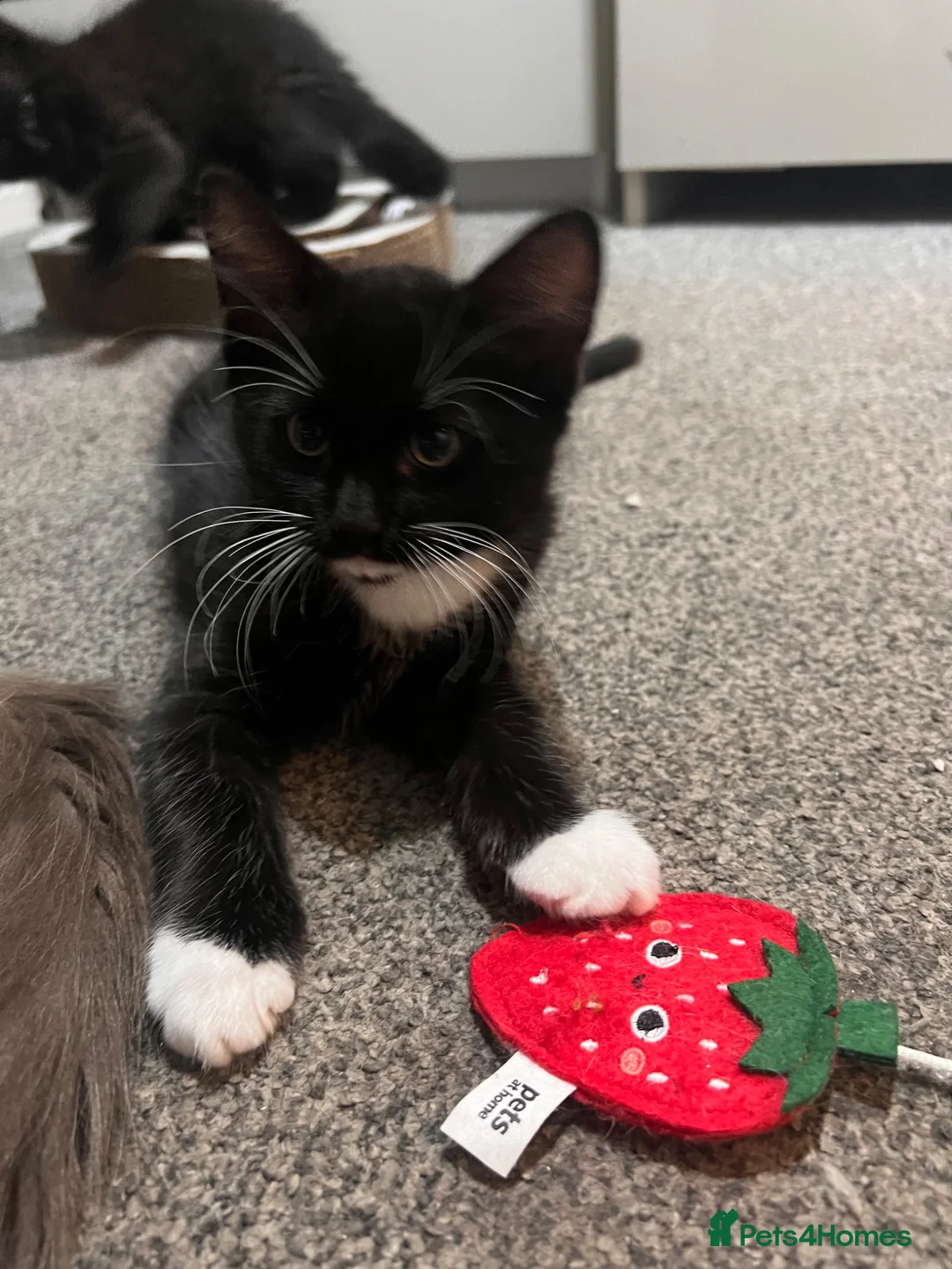 Mixed Breed cats for sale: 2 beautiful kittens looking for a forever home - Advert 11