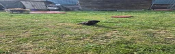Mixed Breed dogs for sale:  Lovely  Malamute x black Labrador  puppies   - Advert 5