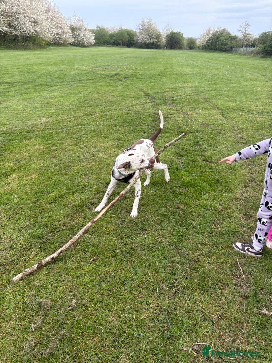 Mixed Breed dogs for sale: Beautiful Dalmatian boy  in Dudley - Advert 5