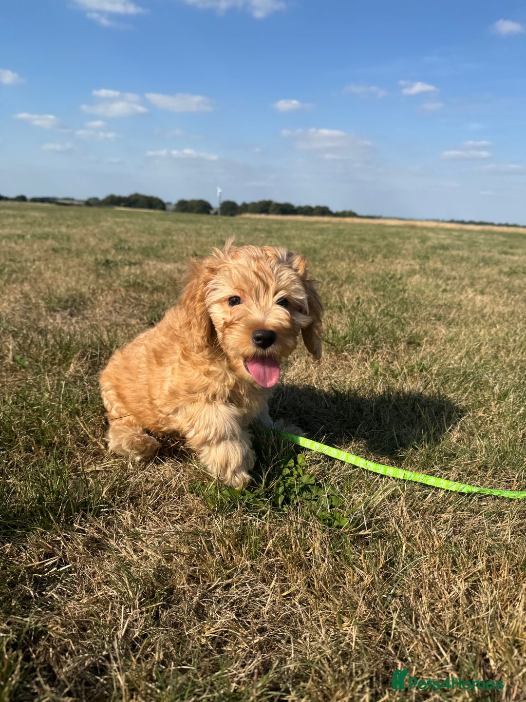 Cockapoo dogs for sale: Adorable Cockapoo Puppies  - Image 16
