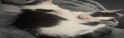 Mixed Breed cats for sale: Kittens  in Cardiff - Advert 9