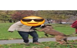 Belgian Shepherd Dog dogs for sale: Nice strong boy zelda lorockmor end big bren - Image 3