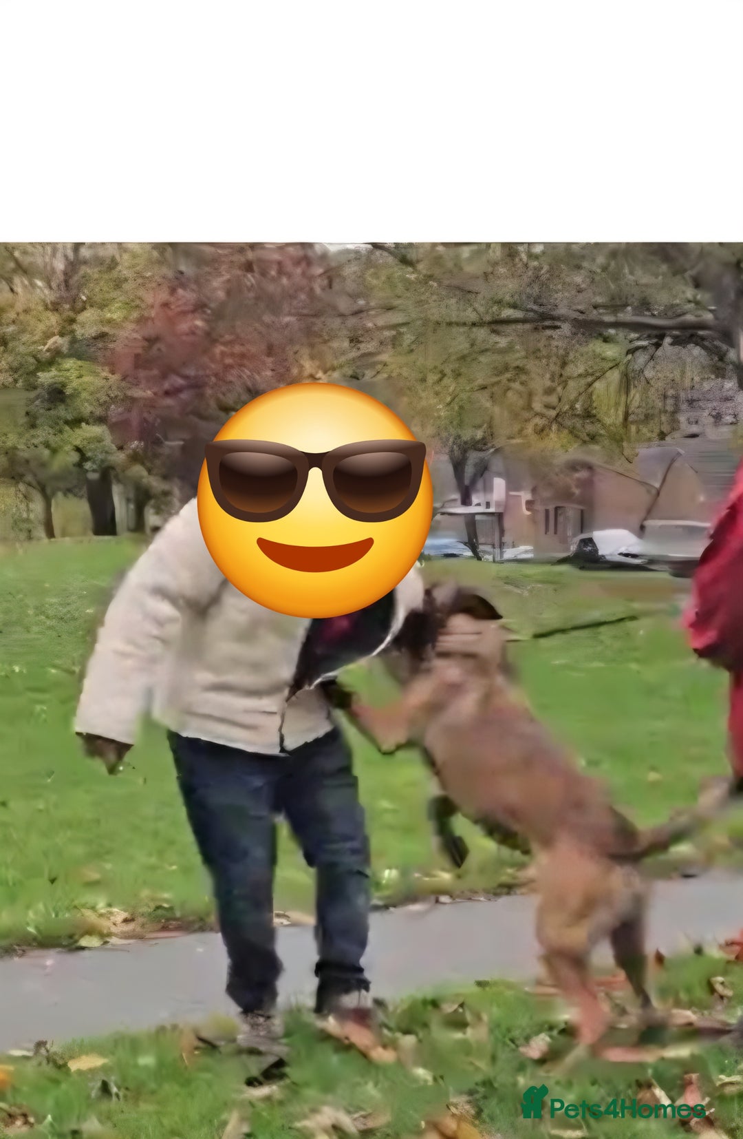 Belgian Shepherd Dog dogs for sale: Nice strong boy zelda lorockmor end big bren - Image 3