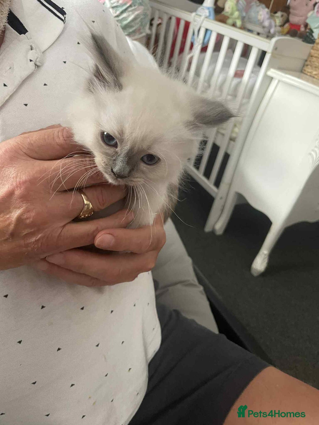 Ragdoll cats for sale: Ragdoll kittens  - Image 16