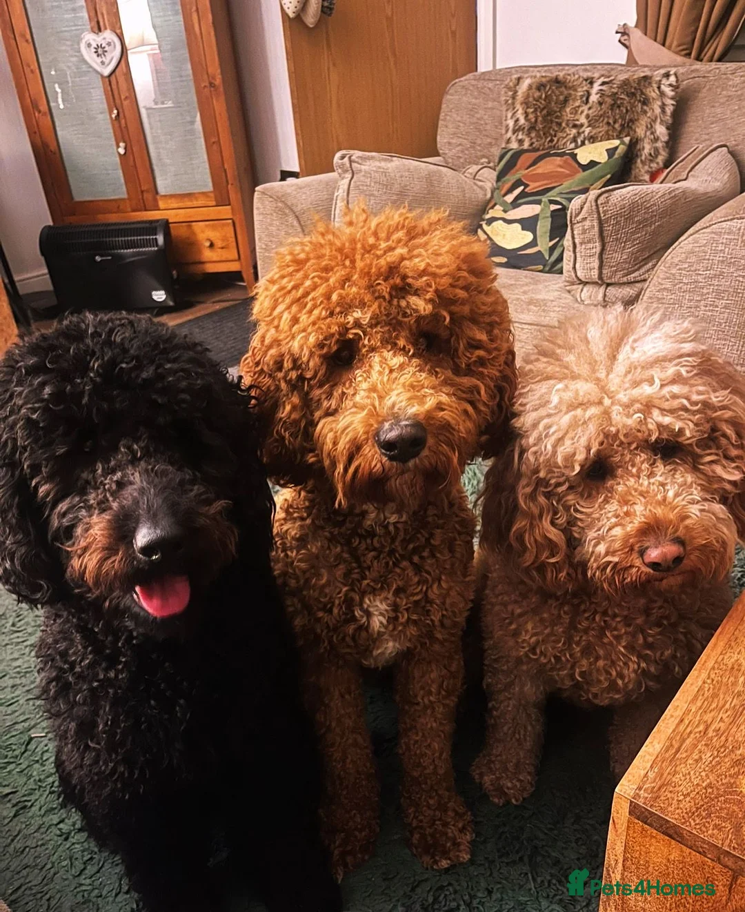 Labradoodle dogs for stud: Labradoodle for Stud in Prescot - Advert 4