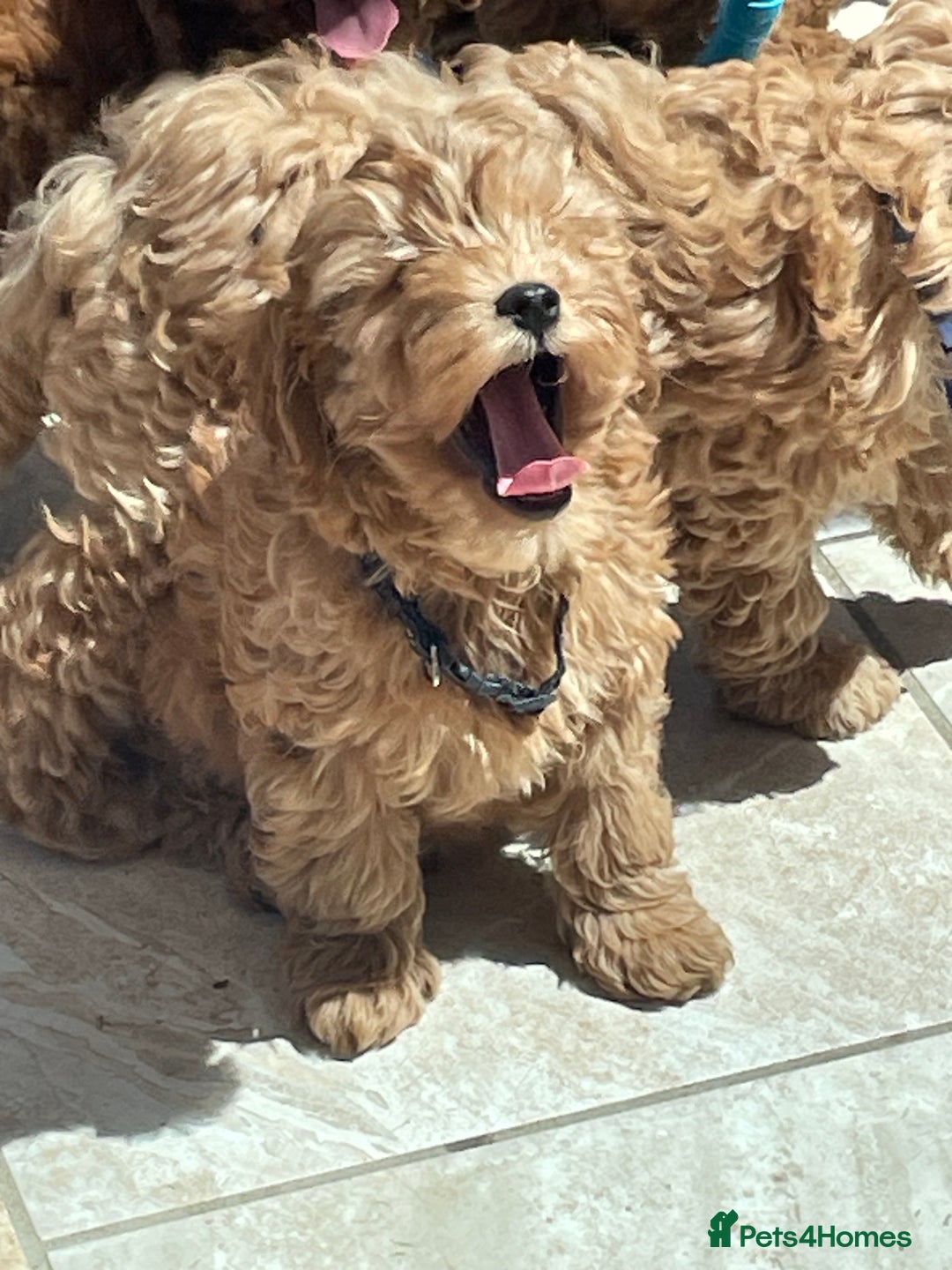 Cavapoochon dogs for sale: Stunning girls and boys - Image 10
