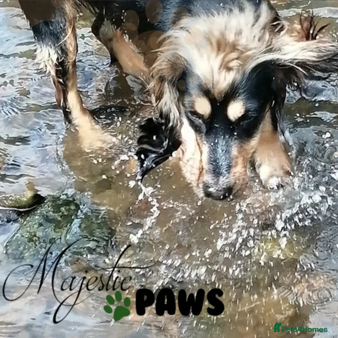 Cocker Spaniel dogs for sale: Cocker spaniel puooys - Advert 25