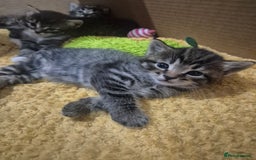 Mixed Breed cats for sale: kittens - Image 13