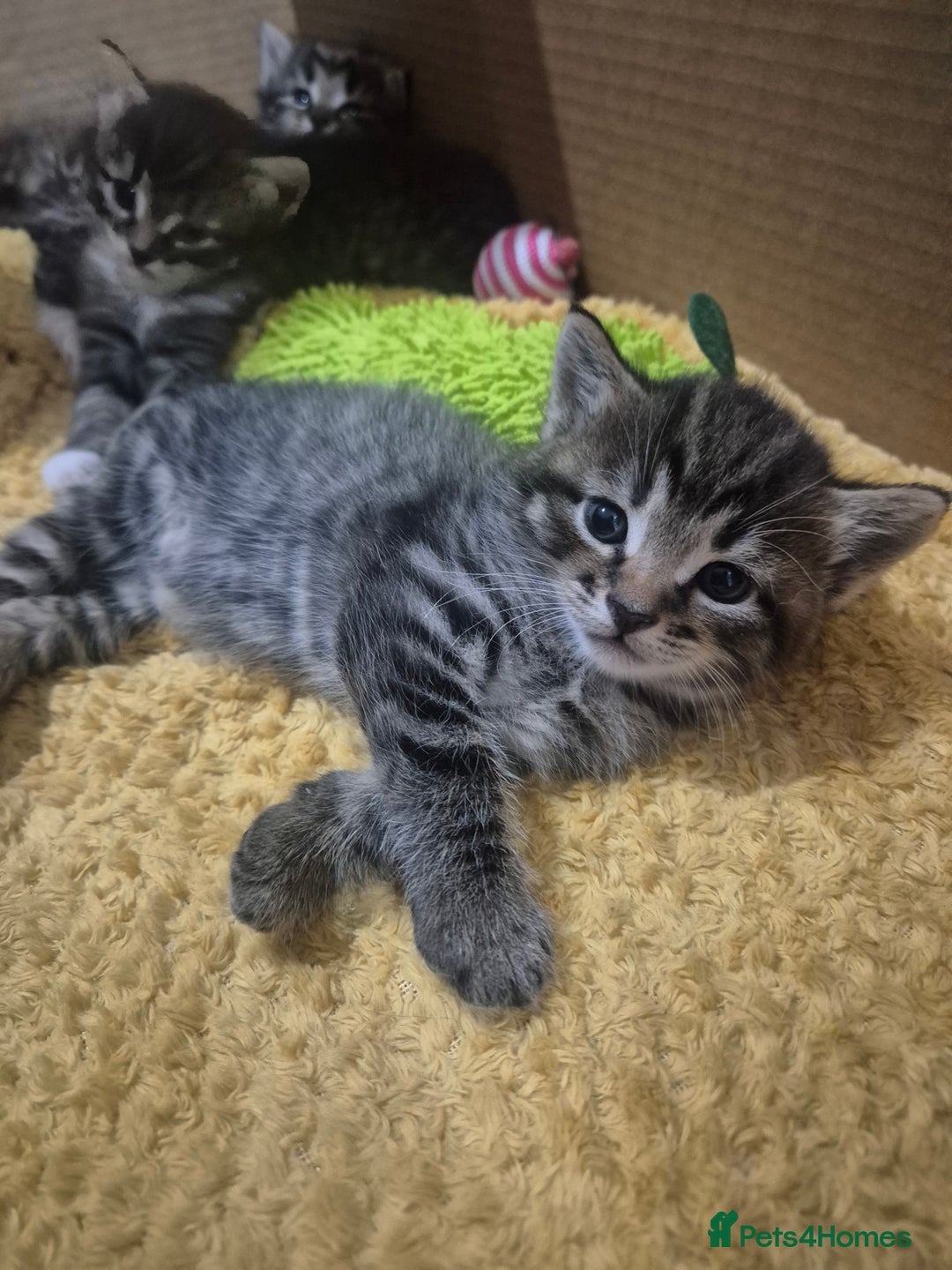 Mixed Breed cats for sale: kittens - Image 13
