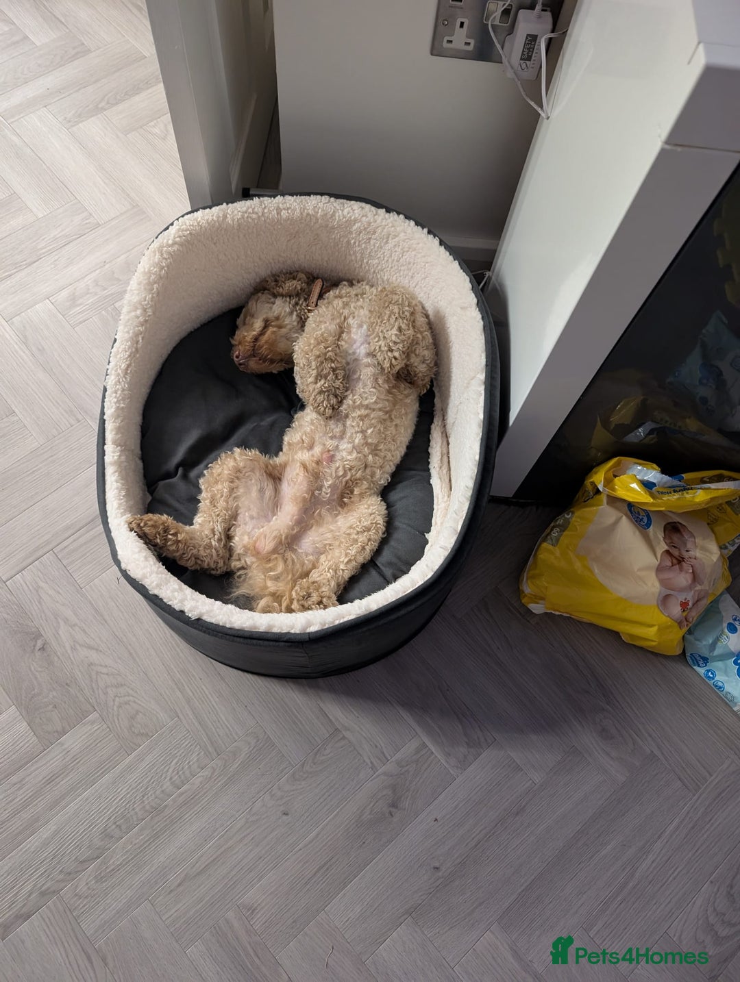 Mixed Breed dogs for sale: Lenny 15 month old toy poodle  - Image 2