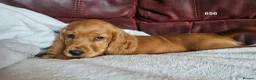 Cocker Spaniel dogs for sale: Cocker Spaniels Ready Now!!!!! - Advert 17