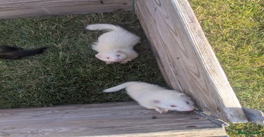 Ferret rodents - Advert 2
