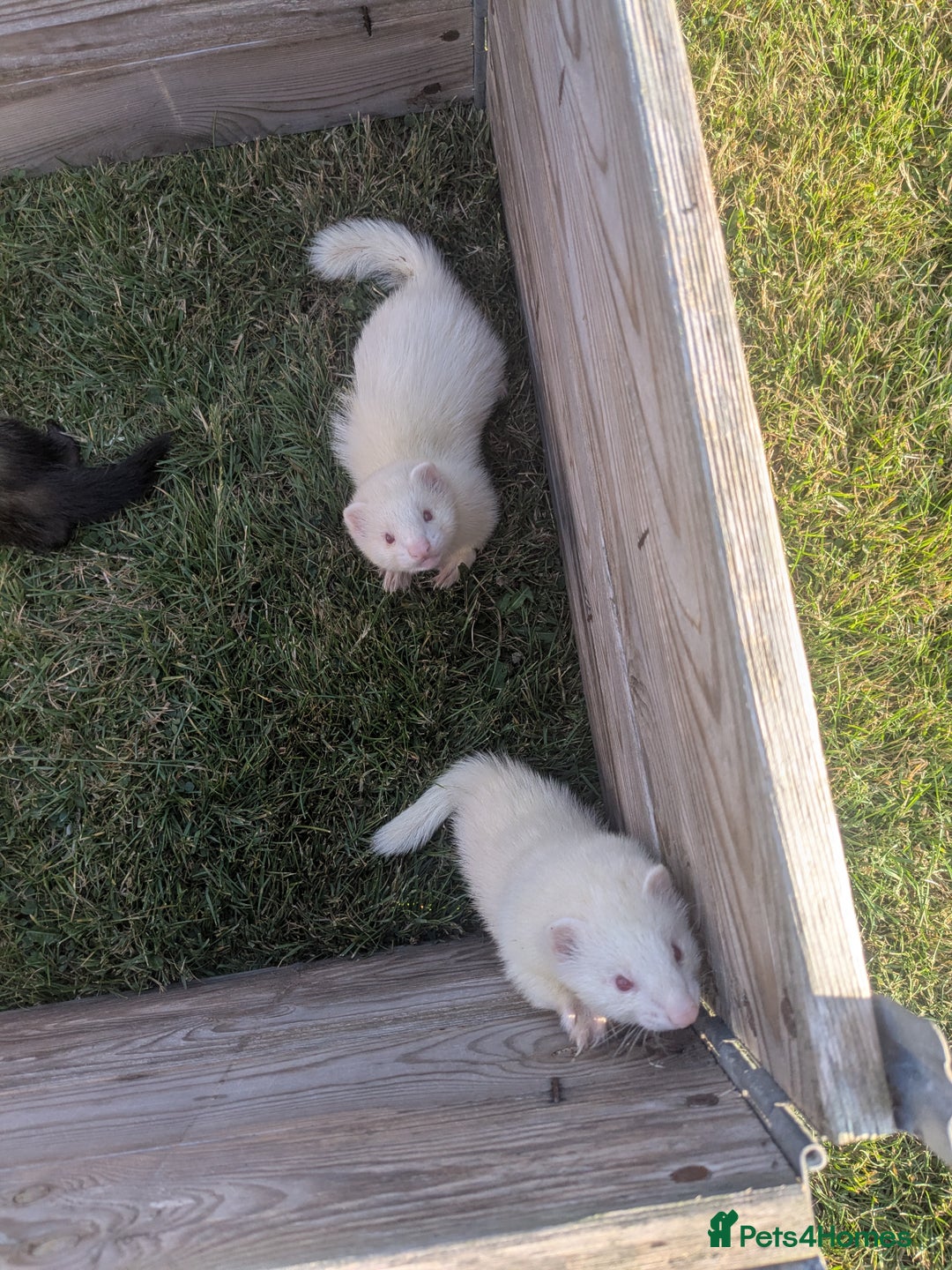 Ferret rodents for sale: Baby ferrets  - Image 2