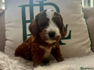 Cockapoo dogs Lovely chunky cockapoo puppies - Advert 5