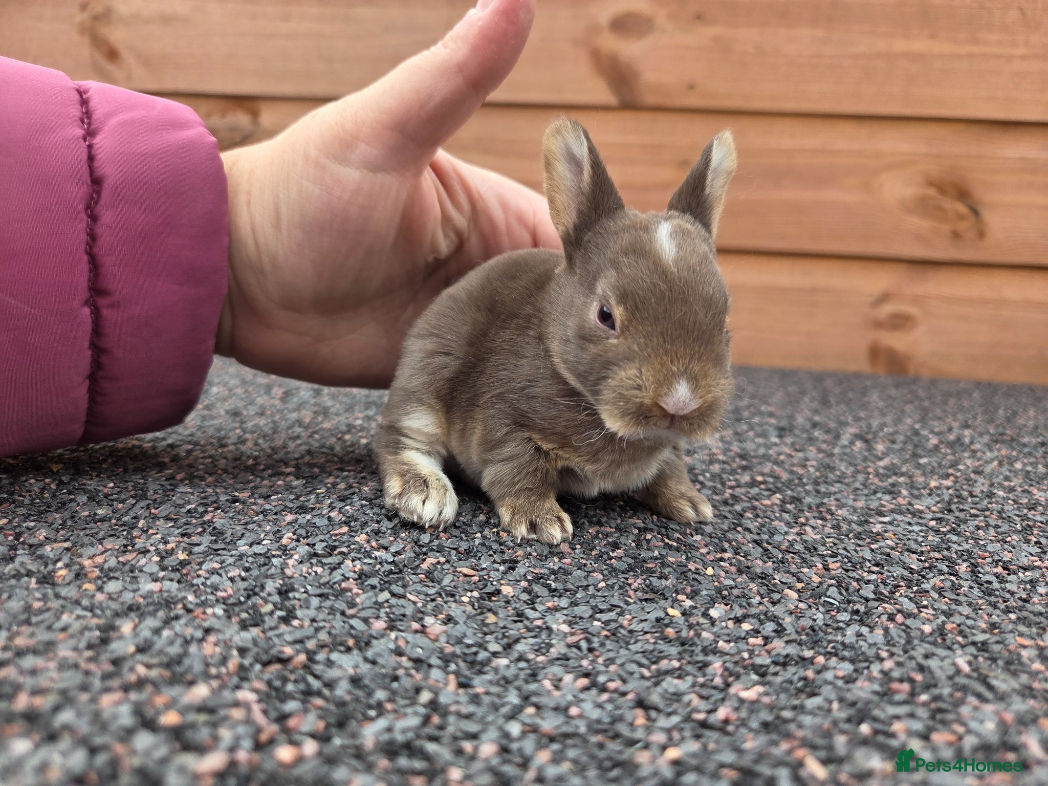 Rex rabbits Cute litter of Mini Rex baby bunnies - Advert 2