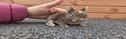 Rex rabbits for sale: Cute litter of Mini Rex baby bunnies - Advert 1