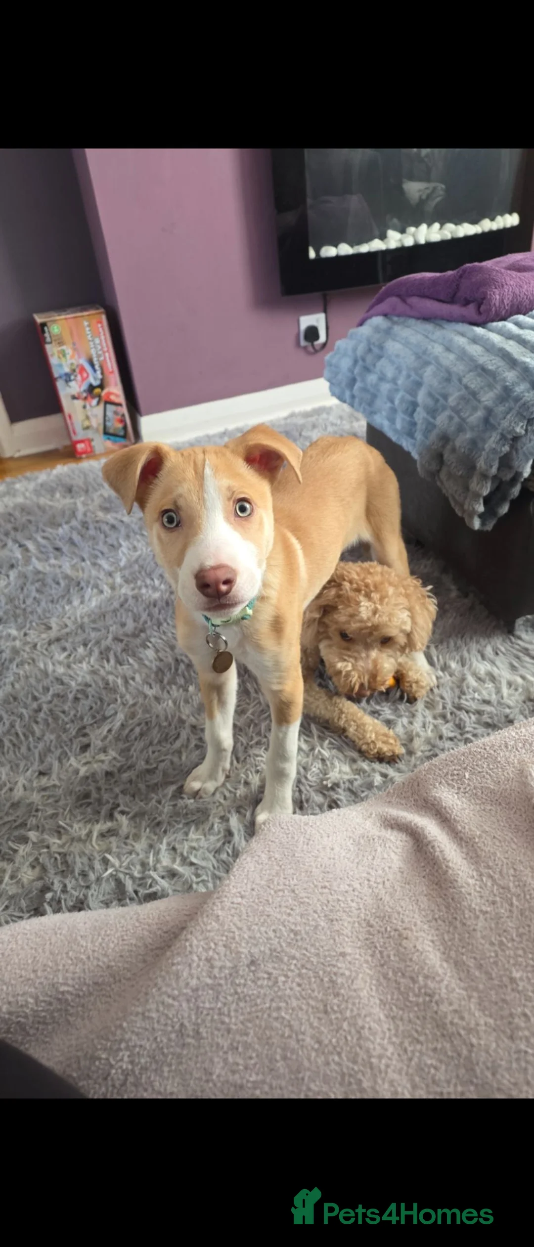 Border Collie dogs for sale: Milo  in Coventry - Advert 1