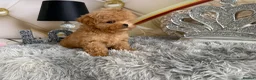Maltipoo dogs for sale: Maltipoo Boy – Free to a Special Loving Home - Advert 21