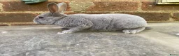 Rex rabbits for sale: Baby opal blue, showline, mini rex  - Advert 4