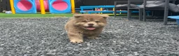Chow Chow dogs for sale: Stunning exotic colour chowski puppies for sale  - Advert 28