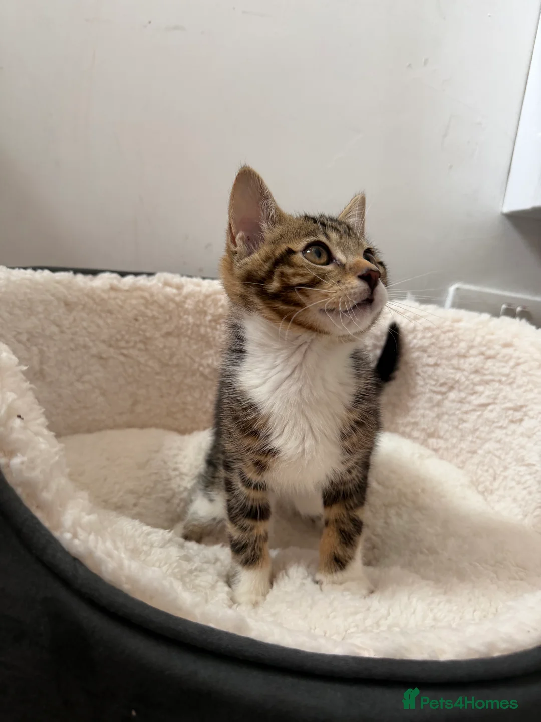 Mixed Breed cats for sale: Cute kitten, half breed - Advert 1