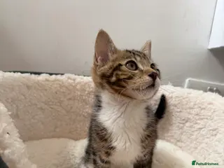 Mixed Breed cats Cute kitten, half breed - Advert 1