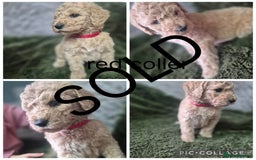 Labradoodle dogs for sale: REDUCED Labradoodle muti gen f1bb - Image 9