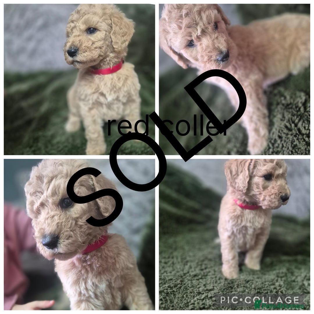 Labradoodle dogs for sale: REDUCED Labradoodle muti gen f1bb - Image 9
