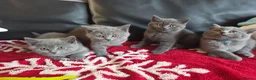 British Shorthair cats for sale: Beautiful British Shorthair kittens - Advert 14