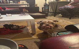 English Bulldog dogs for sale: Miniature Bulldog  - Advert 2