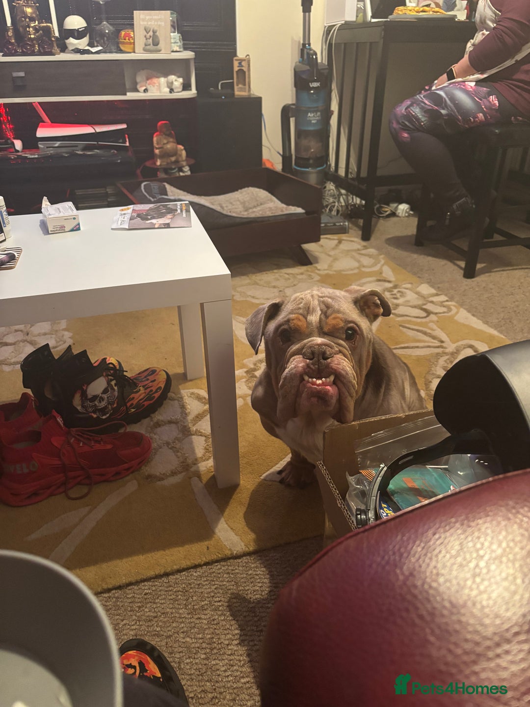 English Bulldog dogs for sale: Miniature Bulldog  - Advert 2