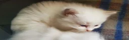 Ragdoll cats for sale: Ragdoll kittens for sale  - Advert 6