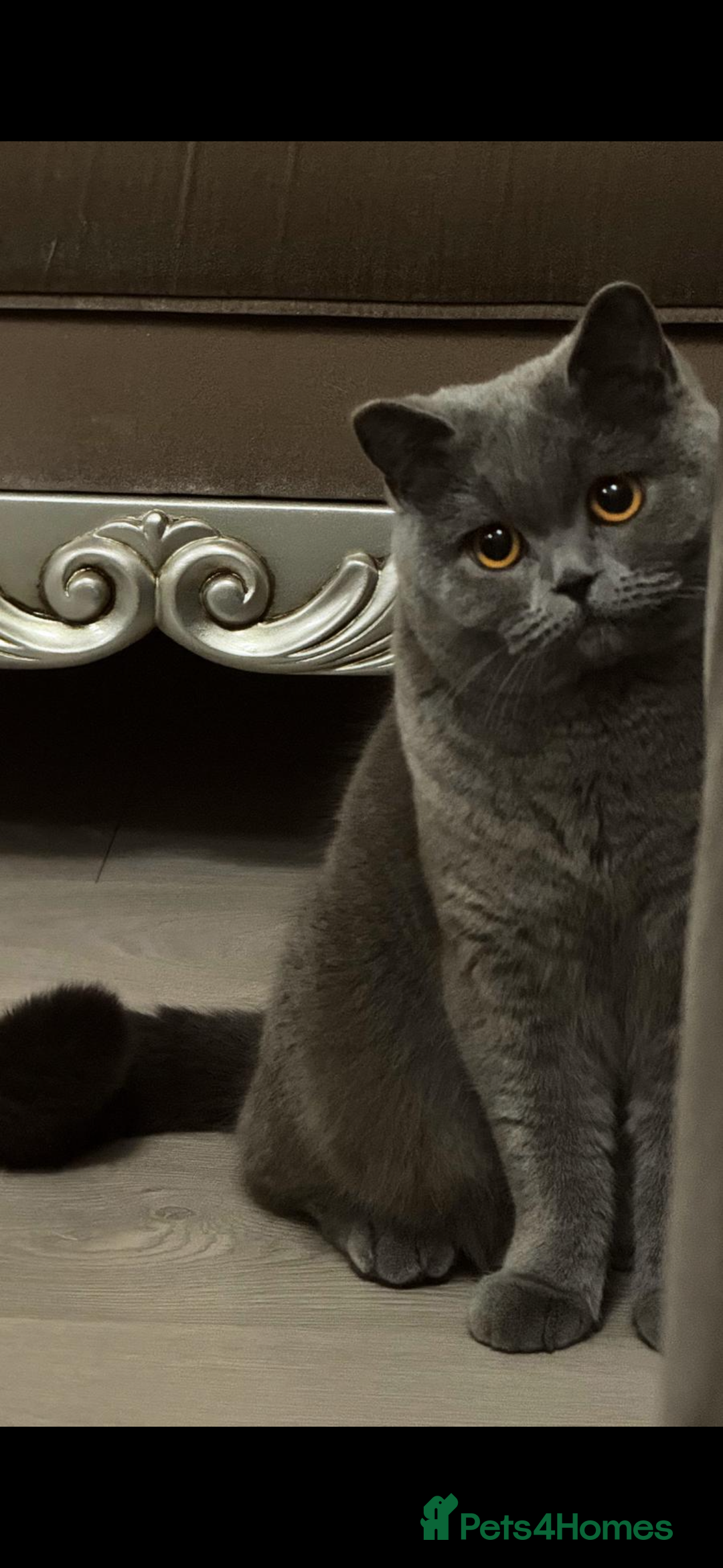 British Shorthair cats for sale: Gorgeous British Shorthair & Longhair Kittens - Advert 17