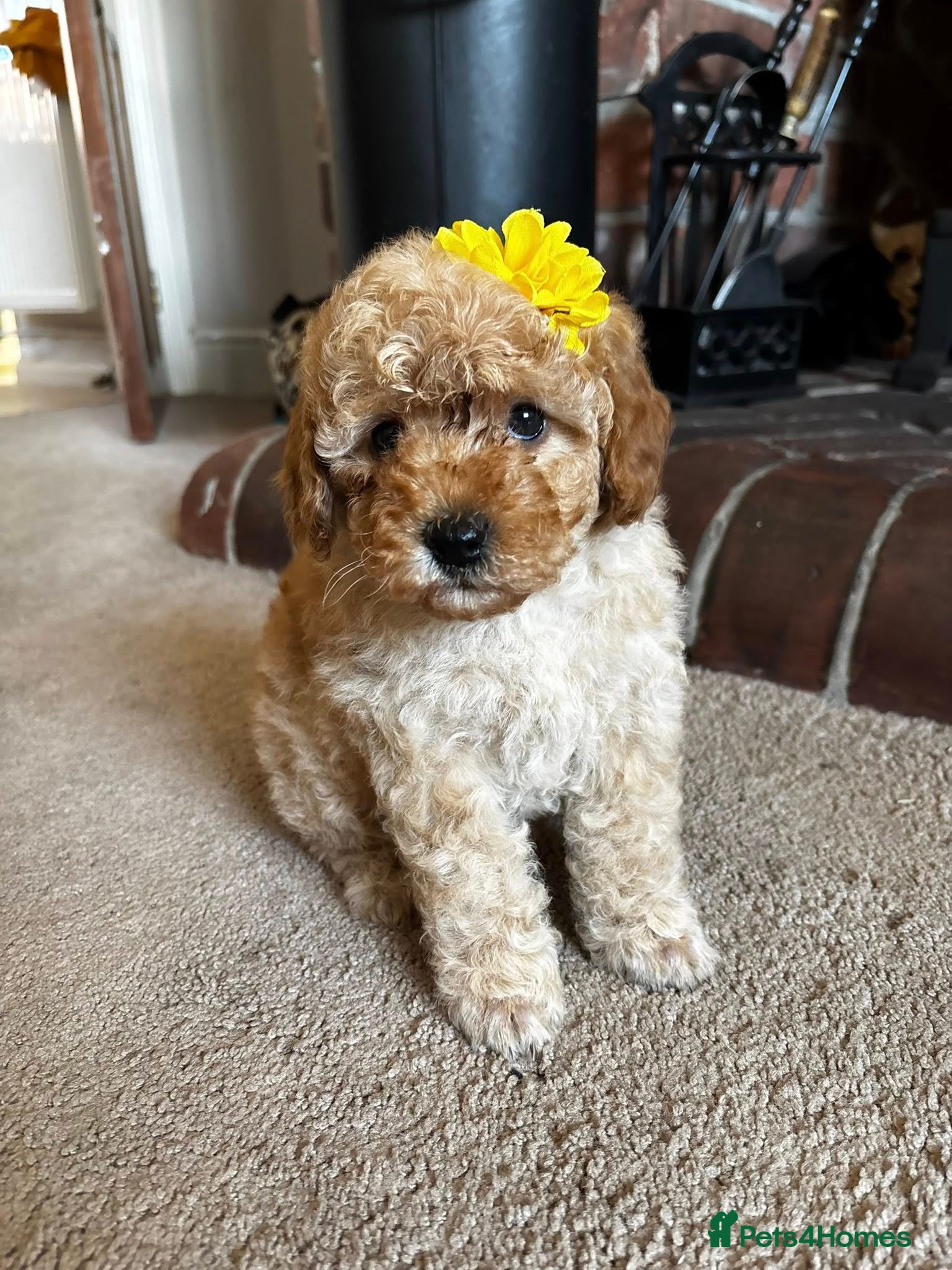 Cavapoo dogs Honey -F1b Golden Girl available  - Advert 17