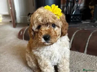 Cavapoo dogs Honey -F1b Golden Girl available - Advert 17