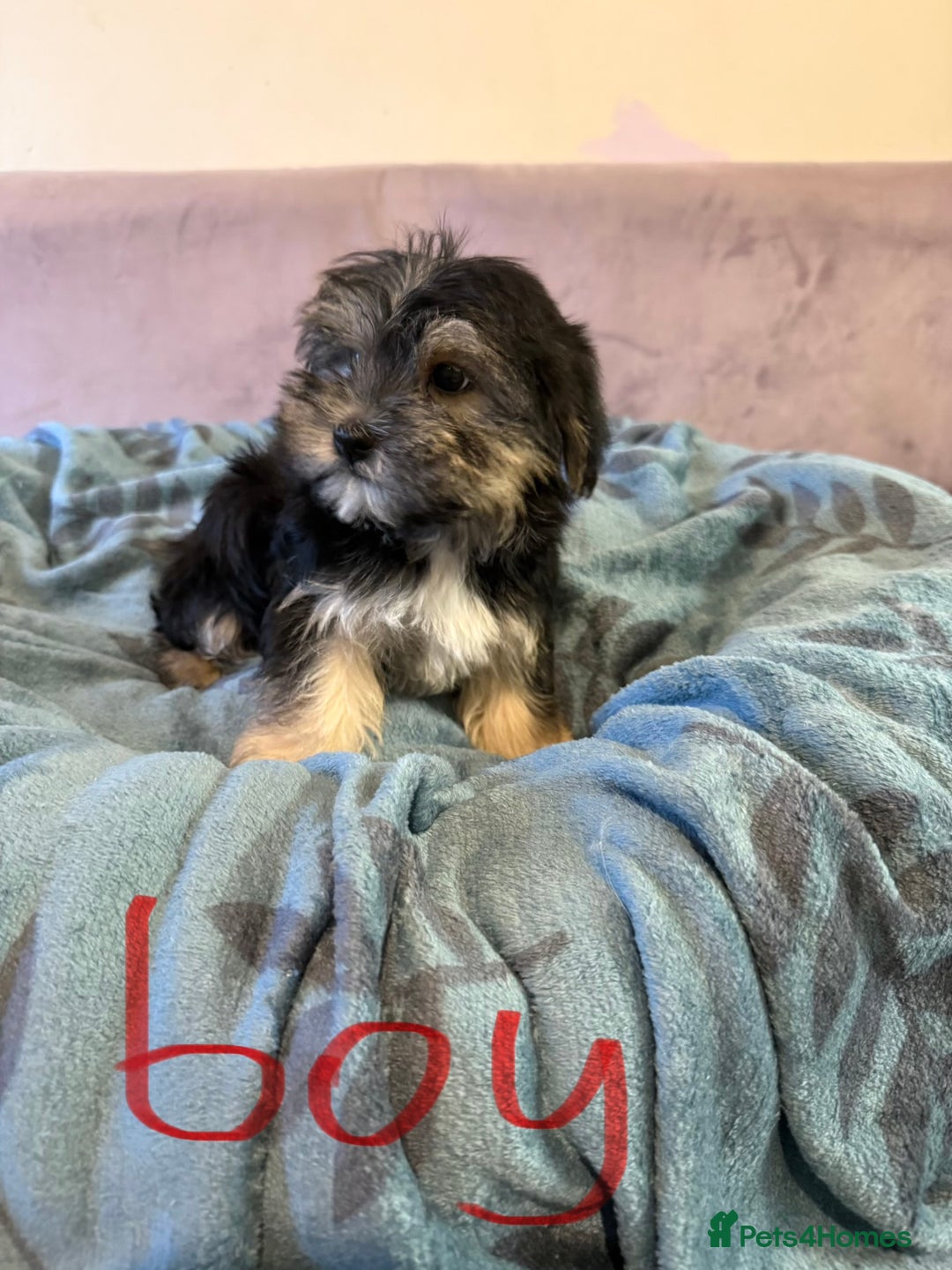 Yorkshire Terrier dogs for sale: Yorkshire Terrier  - Advert 2