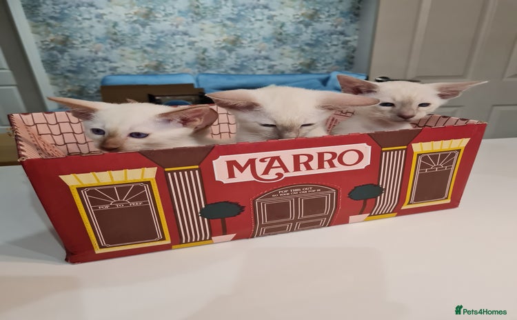 Siamese cats - Advert 7