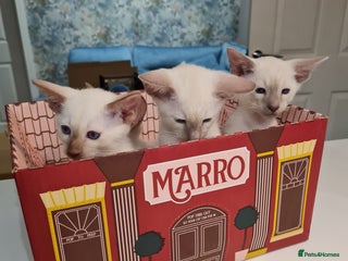 Siamese cats - Advert 6