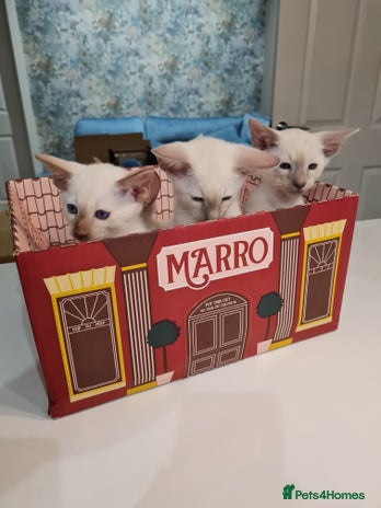 Siamese cats - Advert 8