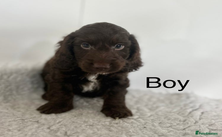 Cockapoo dogs - Advert 5