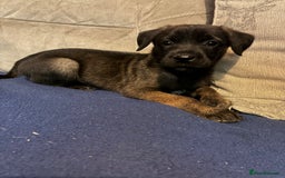 Mixed Breed dogs for sale: Doberman X Malanois  - Image 3