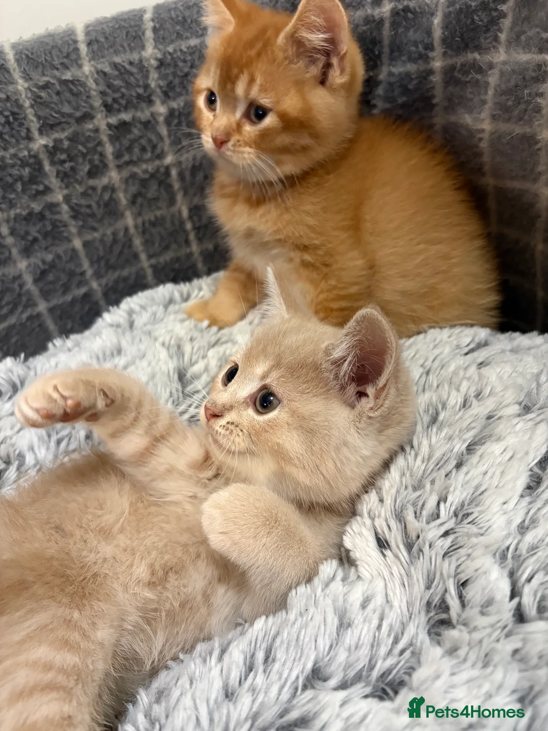 British Shorthair cats for sale: British shorthair kittens  - Advert 6