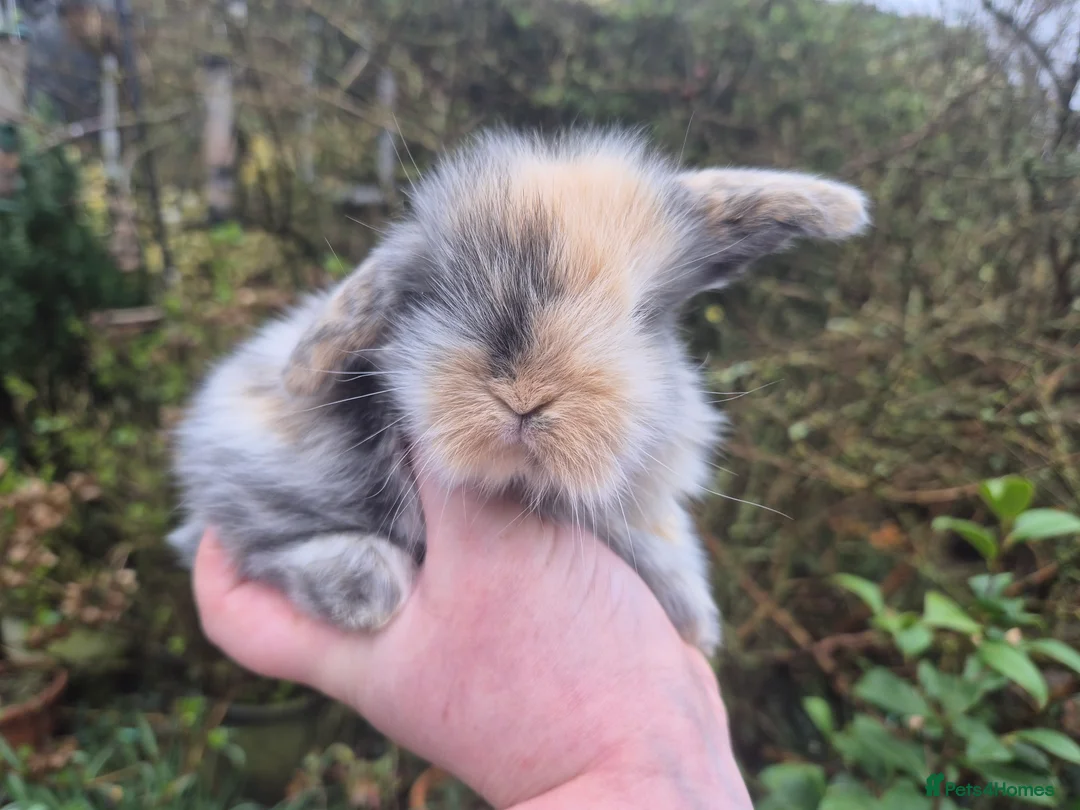 Mini Lop rabbits for sale: 🧡STUNNING TEDDYWIDDER X MINI LOP BABIES 🧡 - Advert 2