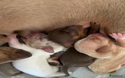 Miniature Dachshund dogs for sale: Dolly mixture dapple/piebald  - Image 2