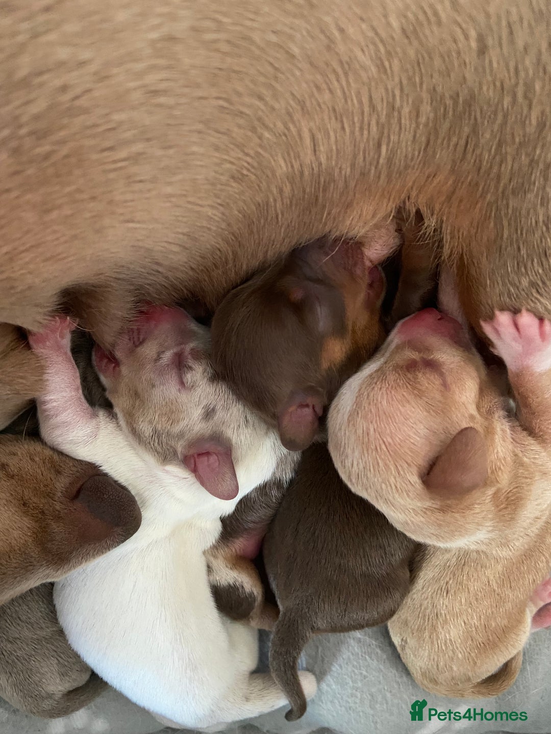 Miniature Dachshund dogs for sale: Dolly mixture dapple/piebald  - Image 2